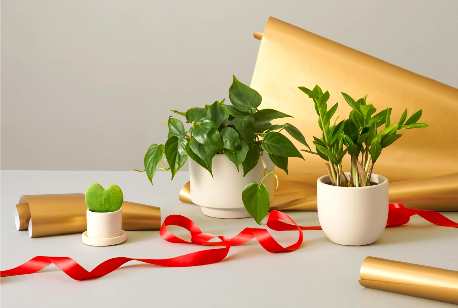 گیاه آپارتمانی