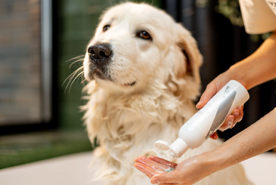 بهترین روش شستشوی حیوان خانگی