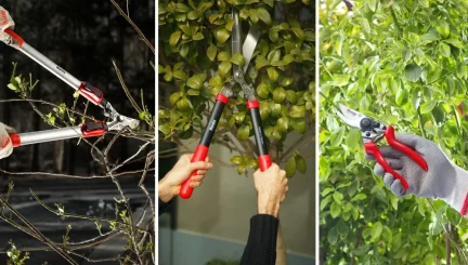 قیچی باغبانی رونیکس
