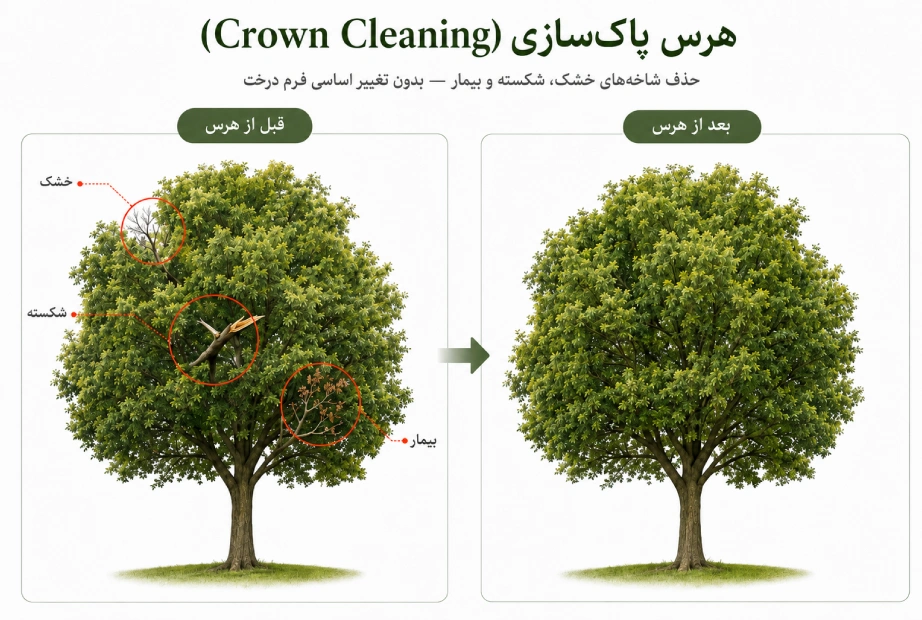 تصویر اینفوگرافی هرس پاکسازی (Crown Cleaning)