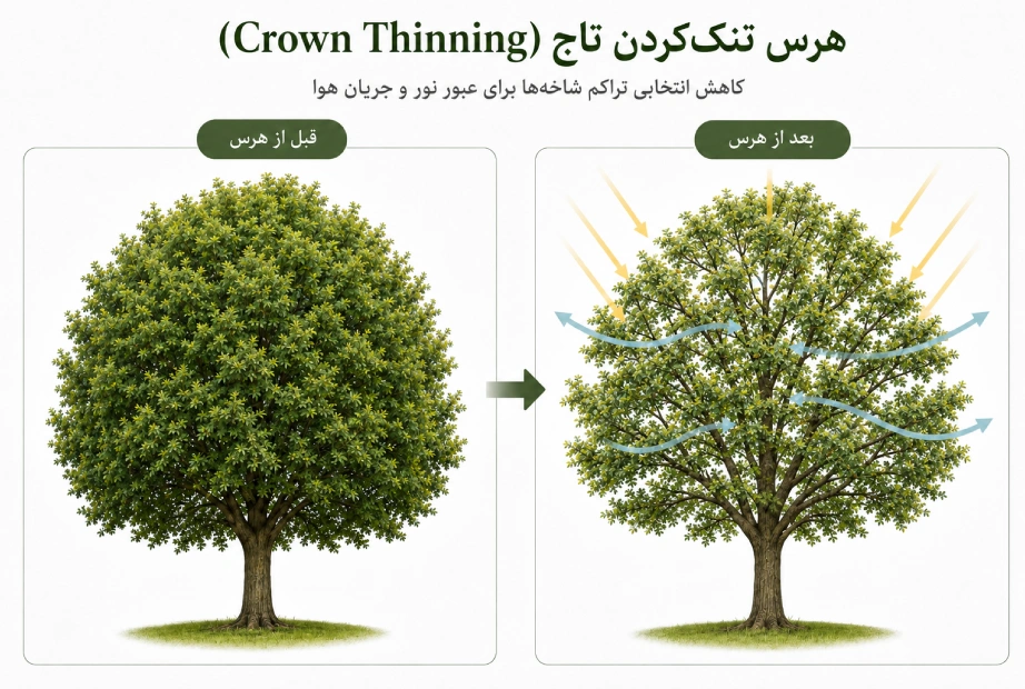 تصویر اینفوگرافی هرس تنککردن تاج (Crown Thinning)