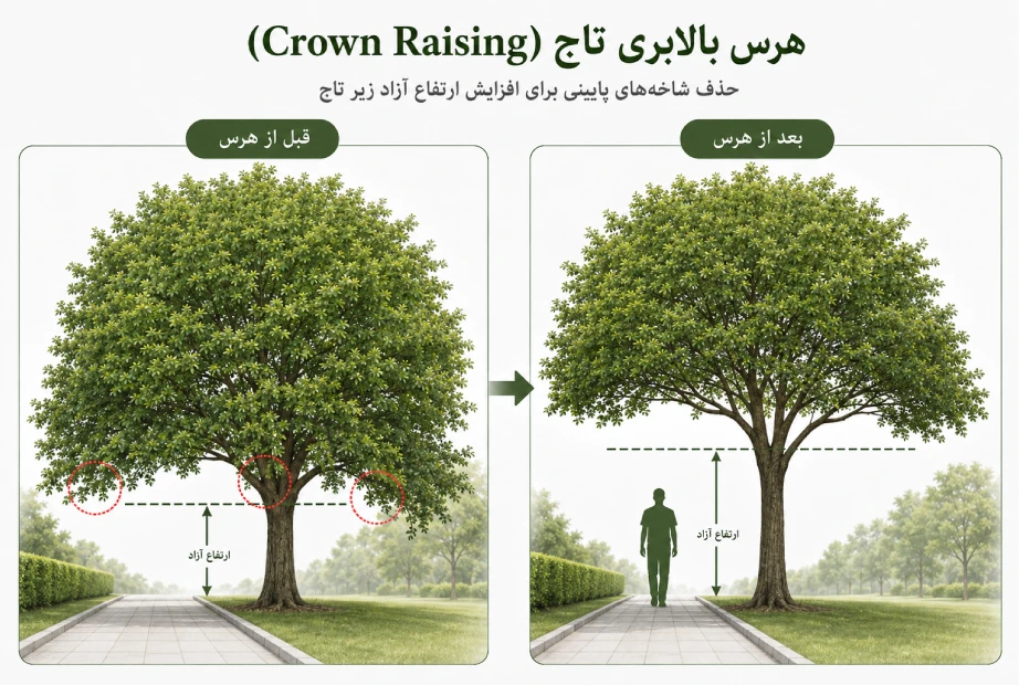 تصویر اینفوگرافی هرس بالابری تاج (Crown Raising)