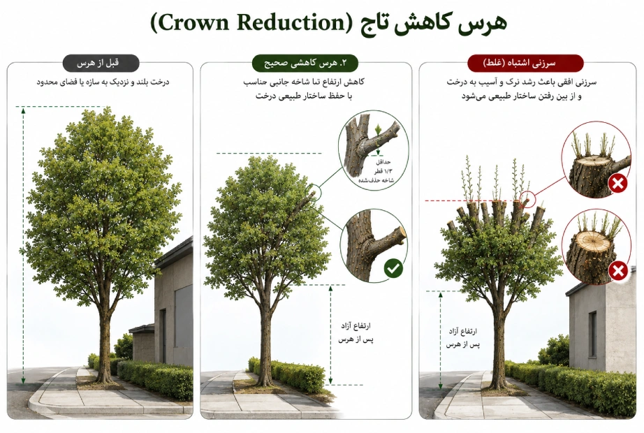 تصویر اینفوگرافی هرس کاهش تاج (Crown Reduction)