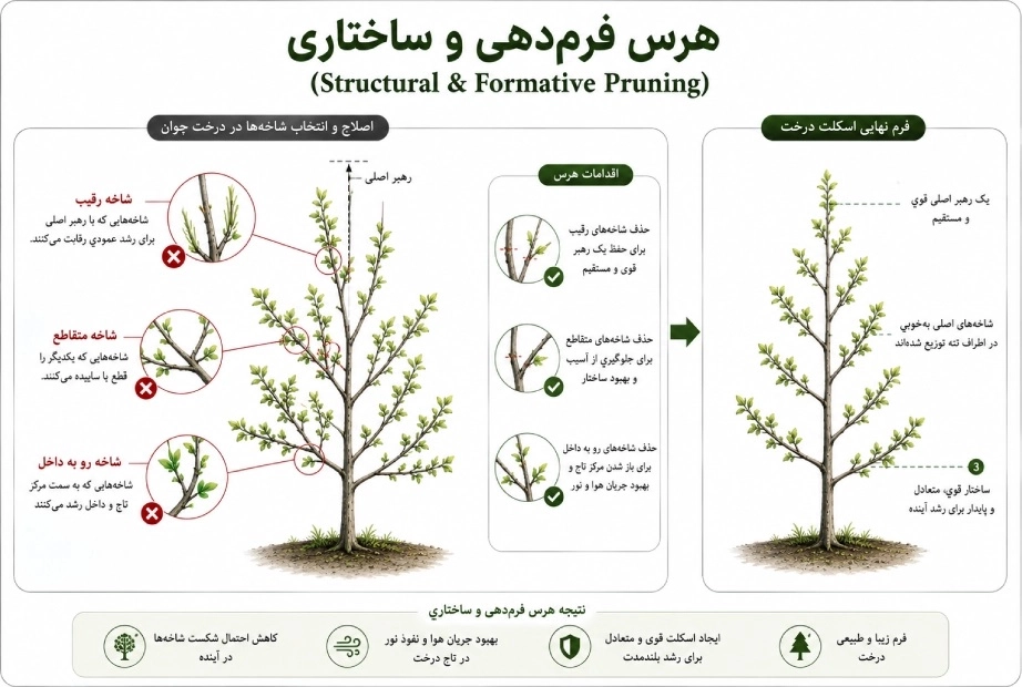 تصویر اینفوگرافی هرس فرمدهی و ساختاری (Structural & Formative Pruning)