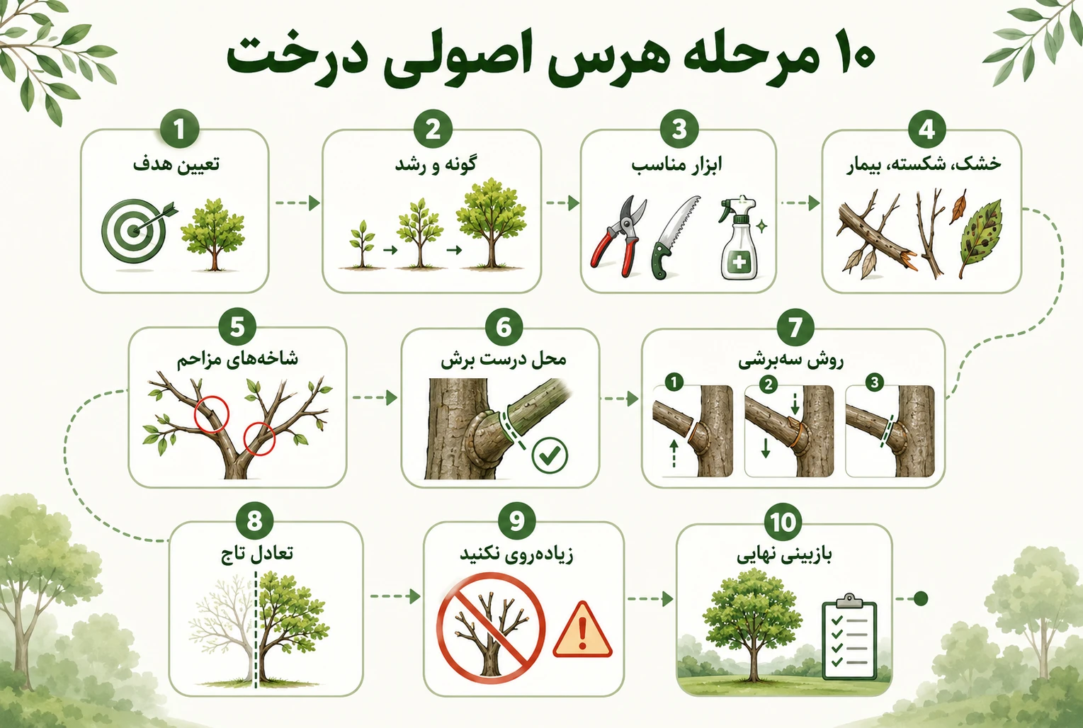 اینفوگرافی آموزش هرسکردن درختان به صورت مرحله به مرحله